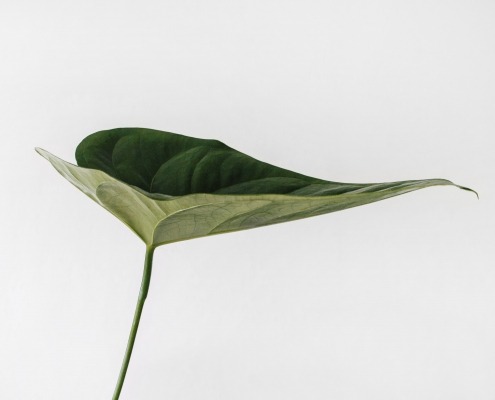 The Crown of Nature - Their Majesty Coronavirus 25 sarah dorweiler 9Z1KRIfpBTM unsplash